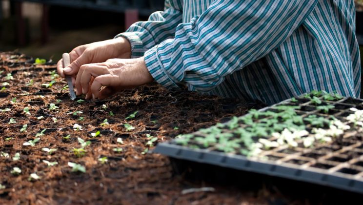 Agricultura de mică intensitate: cum să îți menții sănătatea solului