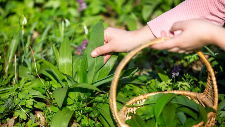 Cum să îți plantezi și să îngrijești o grădină de ierburi aromatice