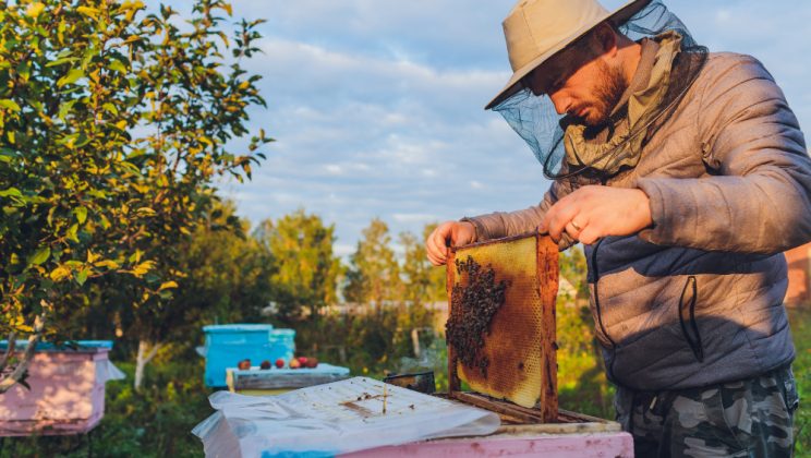 Cum să începi un hobby de apicultură chiar la tine acasă