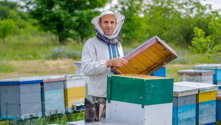 Cum își construiesc albinele stupurile perfecte