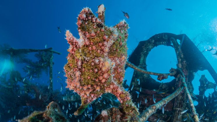 Ce impact au recifele de corali asupra biodiversității marine?